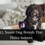 15 Sweet Dog Breeds That Thrive Indoors